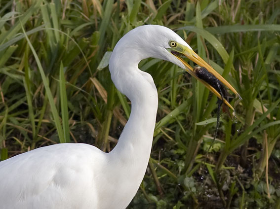 Grotezilverreiger311008Q